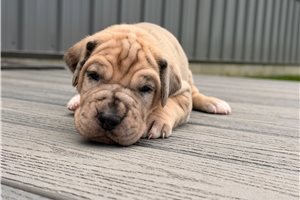 Hattie - puppy for sale