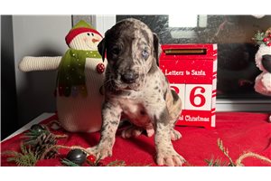 Asher - Great Dane for sale
