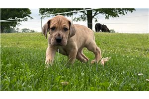 Hattie - Great Dane for sale