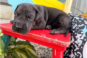 Delilah - puppy for sale