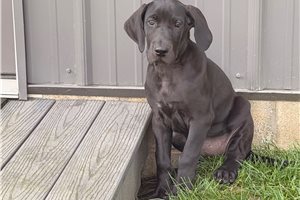Delilah - Great Dane for sale