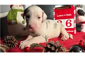 Andrew - Great Dane for sale