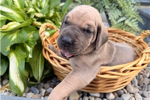 Harrietta - puppy for sale