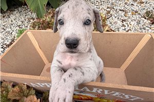 Emma - Great Dane for sale