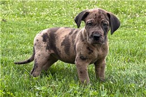 Duchess - Great Dane for sale
