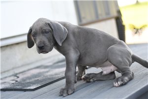 Grover - Great Dane for sale