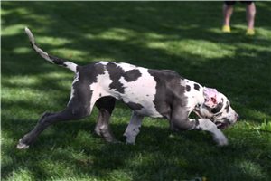 Bethany - Great Dane for sale