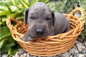 Haven - Great Dane for sale