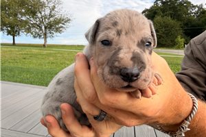 Eric - puppy for sale