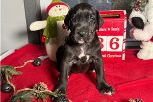 Adeline - puppy for sale