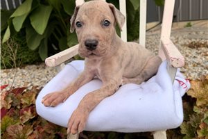 Elliott - Great Dane for sale