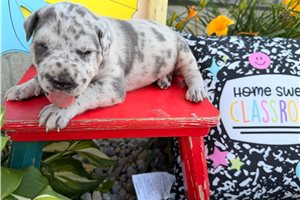 Daisy - puppy for sale