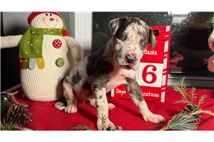 Abigail - puppy for sale