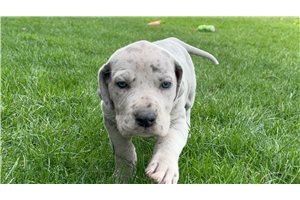 Beverly - Great Dane for sale