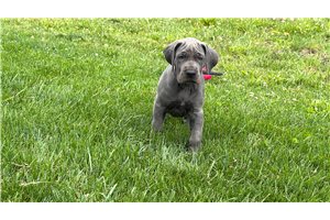 Haven - Great Dane for sale