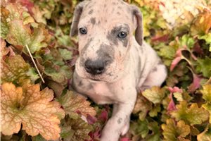 Eric - Great Dane for sale