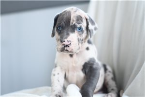 Kurt - puppy for sale