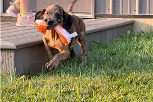 Duchess - Great Dane for sale