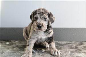 Isaac - Great Dane for sale