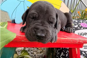 Drew - Great Dane for sale