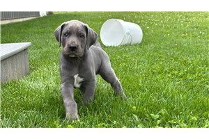 Heath - Great Dane for sale