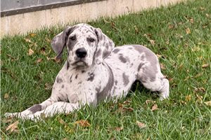 Daisy - Great Dane for sale