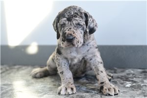 Ivy - Great Dane for sale