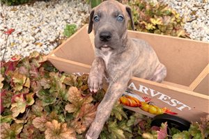 Emmett - Great Dane for sale
