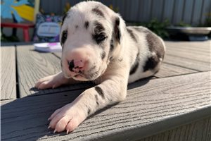 Drake - Great Dane for sale
