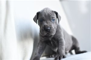 Bailey - puppy for sale