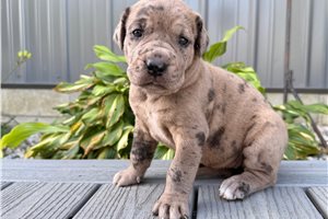 Erica - Great Dane for sale