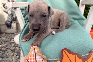 Emmett - puppy for sale