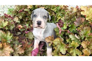Serenity - puppy for sale
