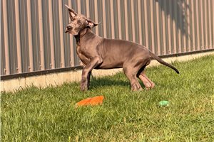 Haven - Great Dane for sale