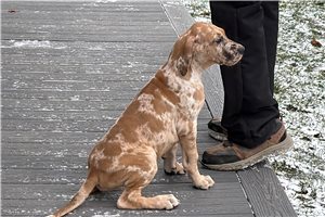 Alexander - puppy for sale