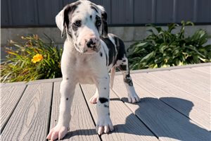 Drake - Great Dane for sale