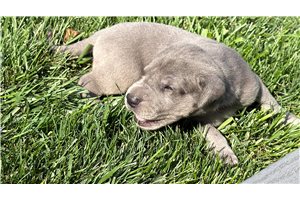 Dustin - puppy for sale