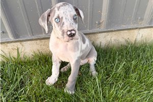 Donovan - Great Dane for sale