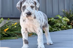 Daisy - Great Dane for sale