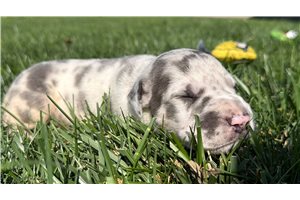 Donovan - puppy for sale