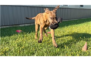 Duchess - Great Dane, placed in Richmond