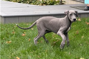 Clara - puppy for sale