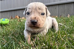 Beverly - puppy for sale