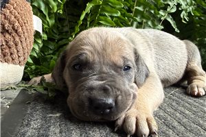 Amelia - puppy for sale