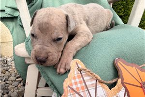 Elliott - puppy for sale