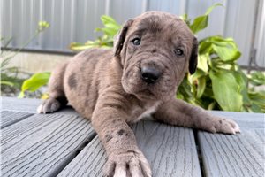 Ennis - puppy for sale