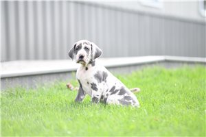 Khloe - puppy for sale