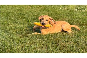 Hattie - Great Dane for sale