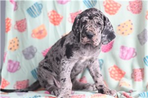Isabella - Great Dane for sale