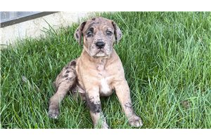 Erica - Great Dane for sale